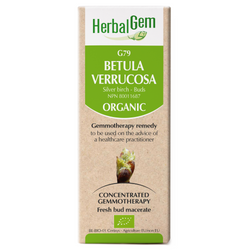 Betula Verrucosa (bourgeons) (50ml)