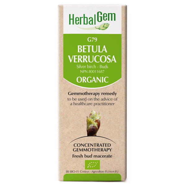 Betula Verrucosa (bourgeons) (50ml)