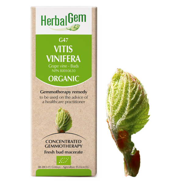 Vitis Vinifera (15ml)