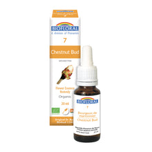Chestnut cream (20ml)