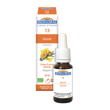 Gorse (20ml)