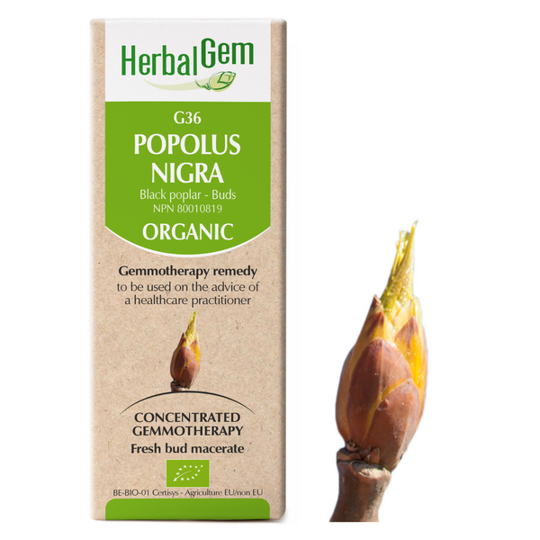 Populus Nigra (50ml)