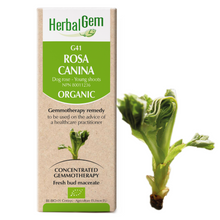 G41 Dog Rose (15ml)