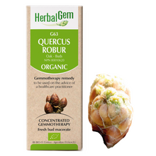 Quercus Robur/pedunculata (15ml)