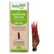 Virginia Creeper (15ml)