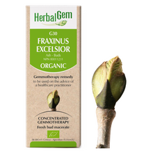Fraxinus Excelsior (0.5 fl oz)