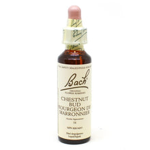 Bach Flower - Chestnut Bud (20ml)