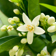 Neroli Beauty Hydrolat (250ml)