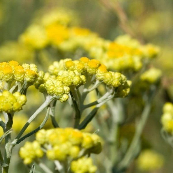 Italian Helichrysum Beauty Hydrosol (250ml)