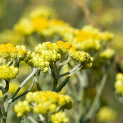 Italian Helichrysum Beauty Hydrosol (250ml)